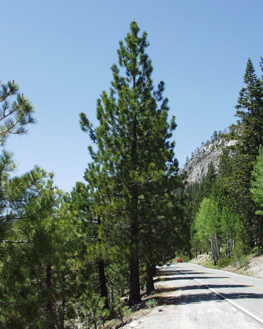 Сосна Пандероза Пенза