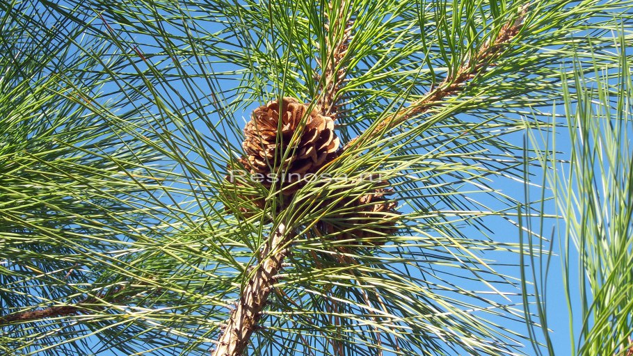 Сосна желтая Pinus Ponderosa