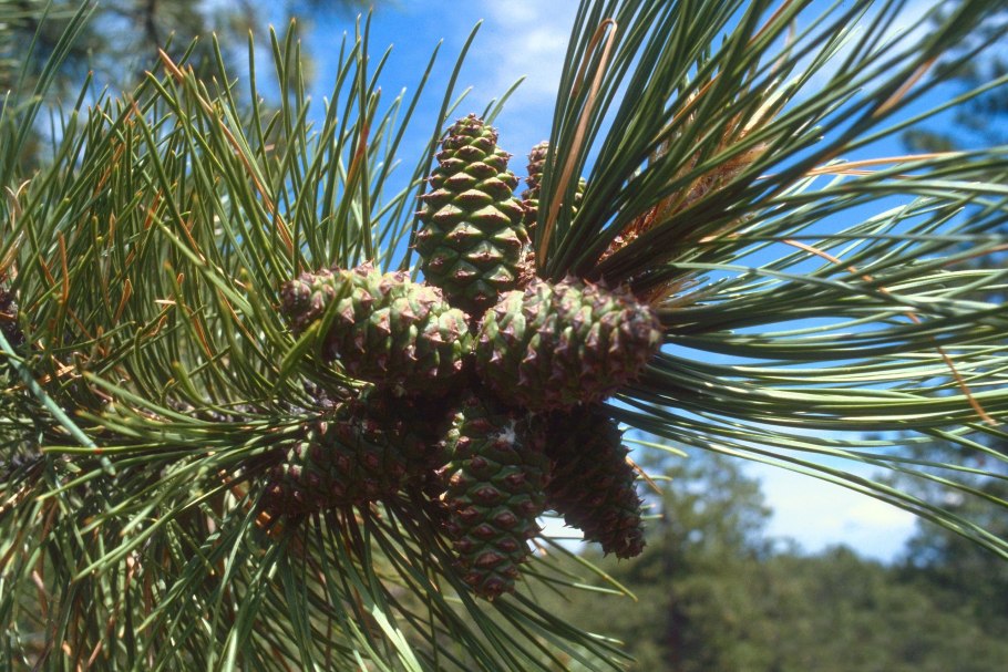 Сосна желтая Орегонская