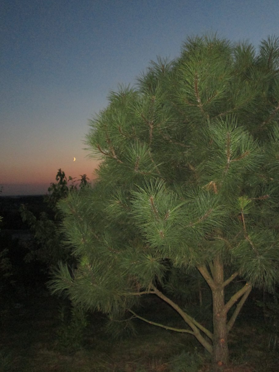 Pinus mugo 'Wintersonne'