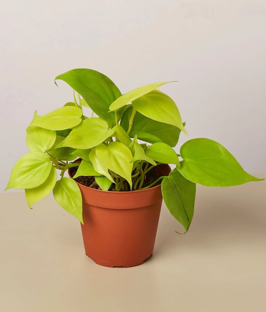 Филодендрон лайм