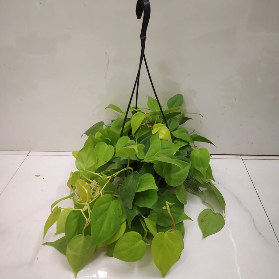 Филодендрон Сканденс Бразил лайм