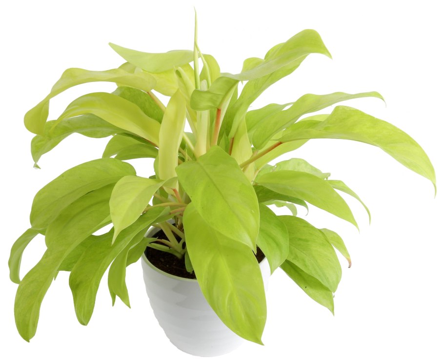 Филодендрон Малай Голд