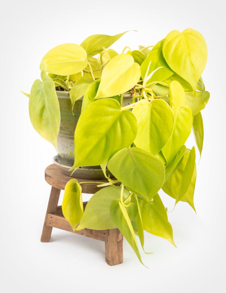 Филодендрон Сканденс лайм