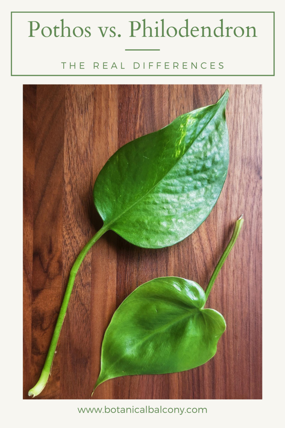 Филодендрон Lemon Lime Island