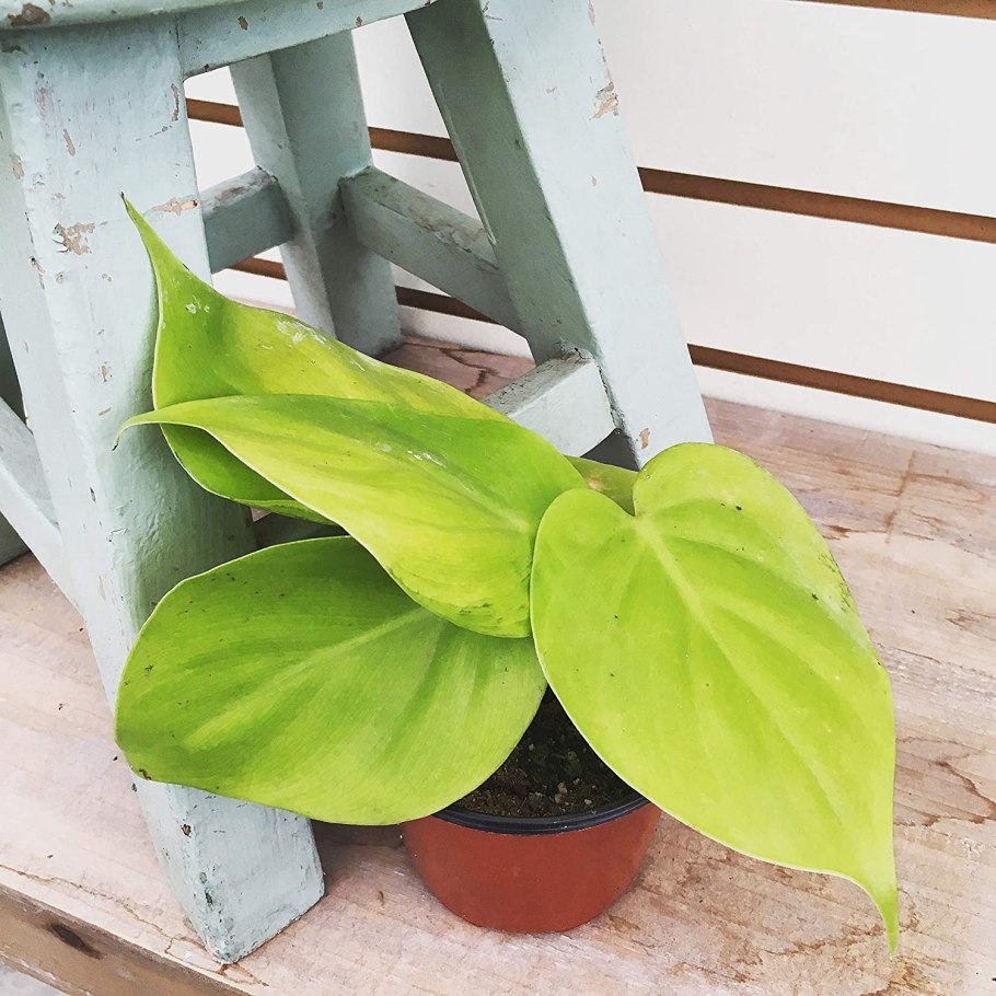 Филодендрон неон