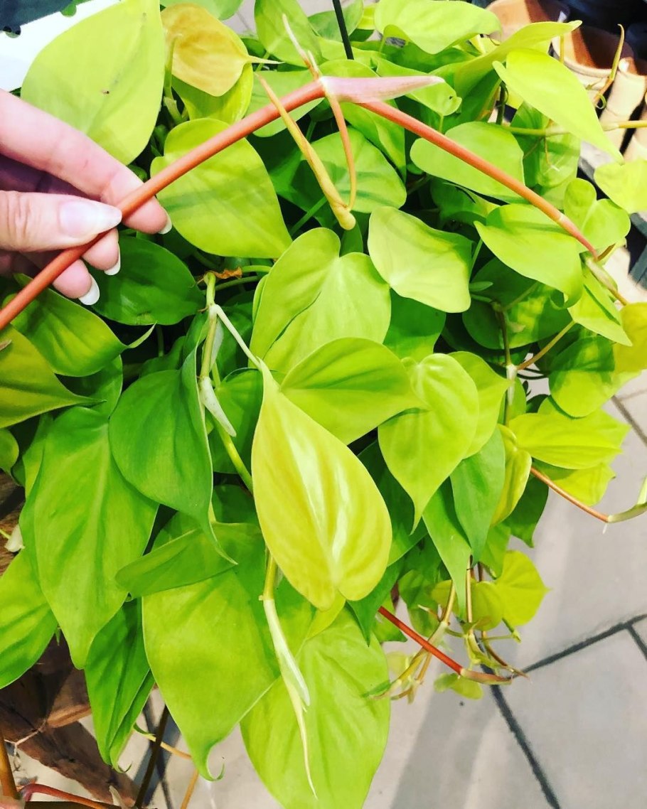 Филодендрон Грин лайм