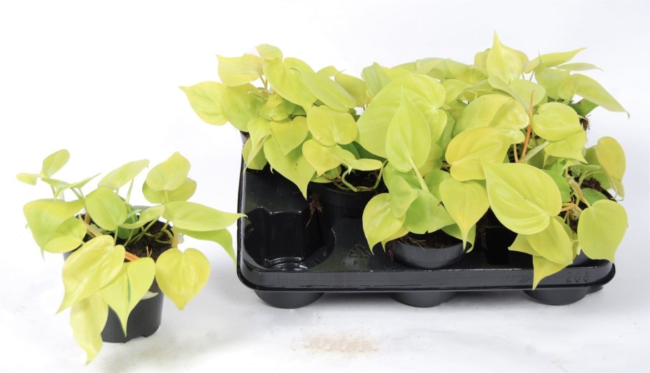 Филодендрон лайм