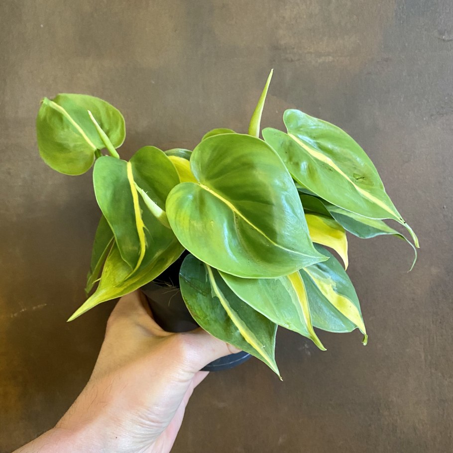 Philodendron RPS