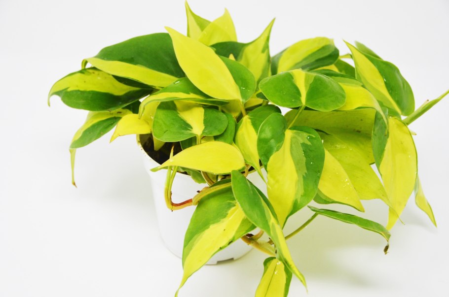 Филодендрон лимон лайм и неон