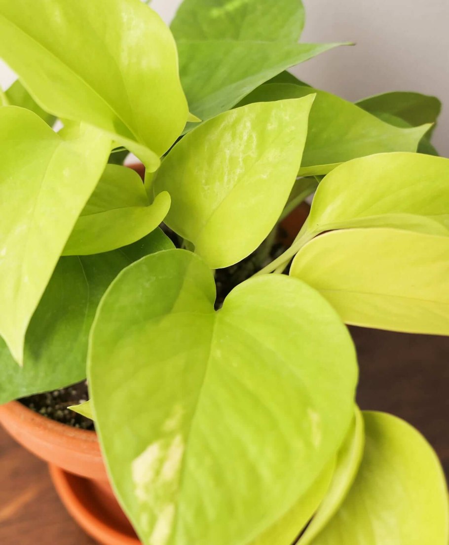 Филодендрон Магнификум вариегатный