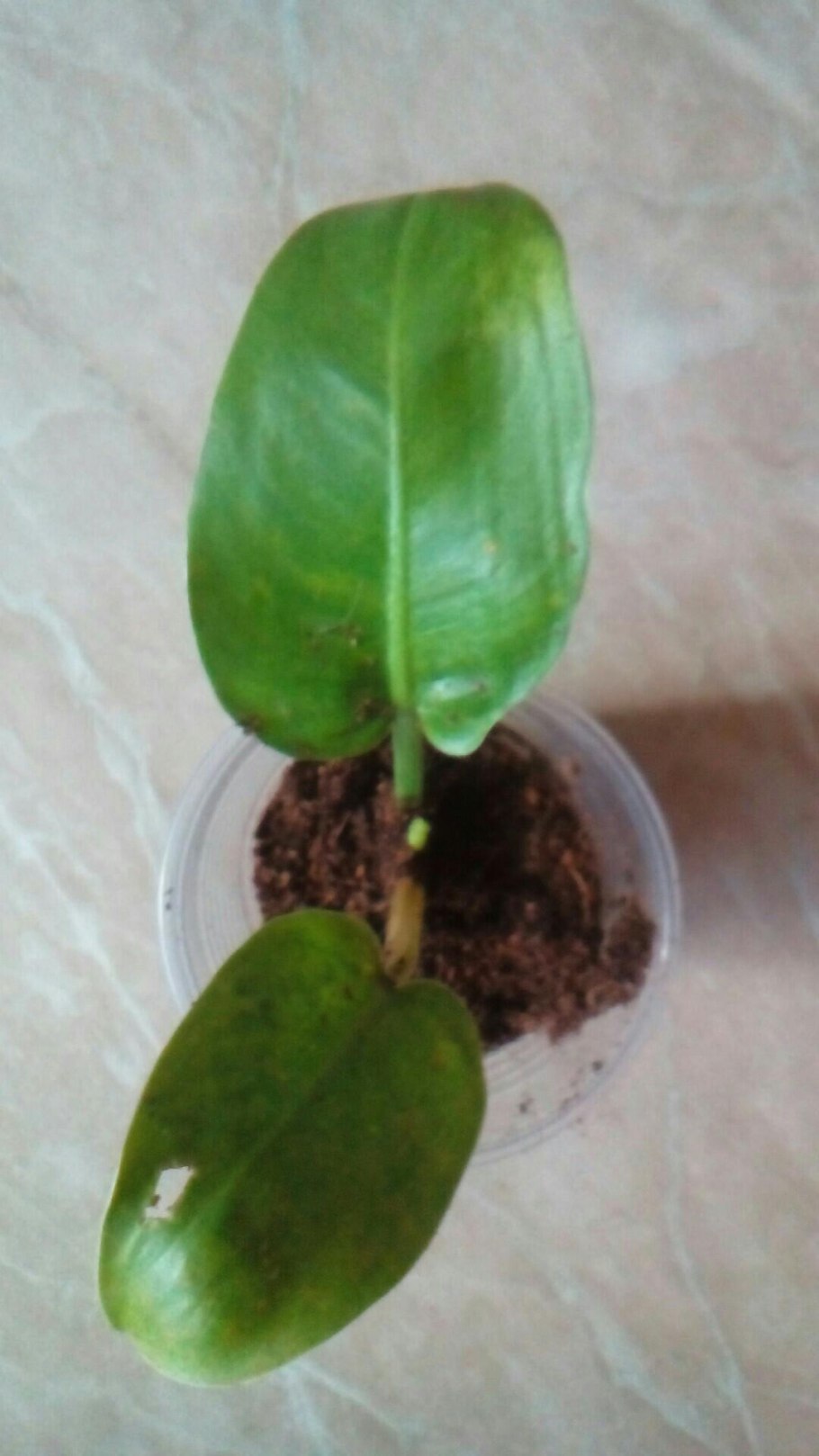 Филодендрон Вайт принцесс