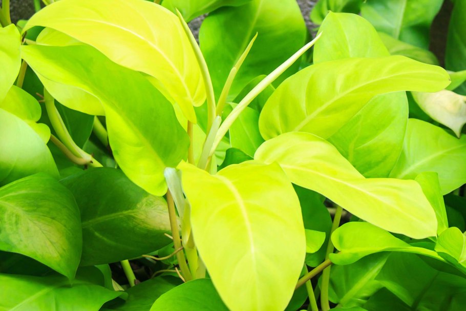 Филодендрон Грин лайм