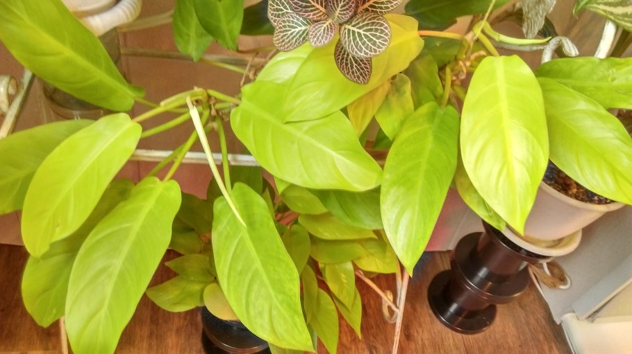 Филодендрон Грин лайм