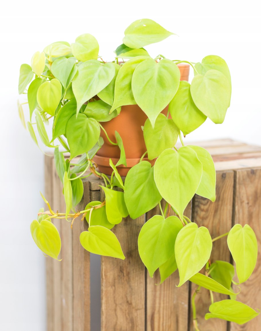 Филодендрон Lemon Lime