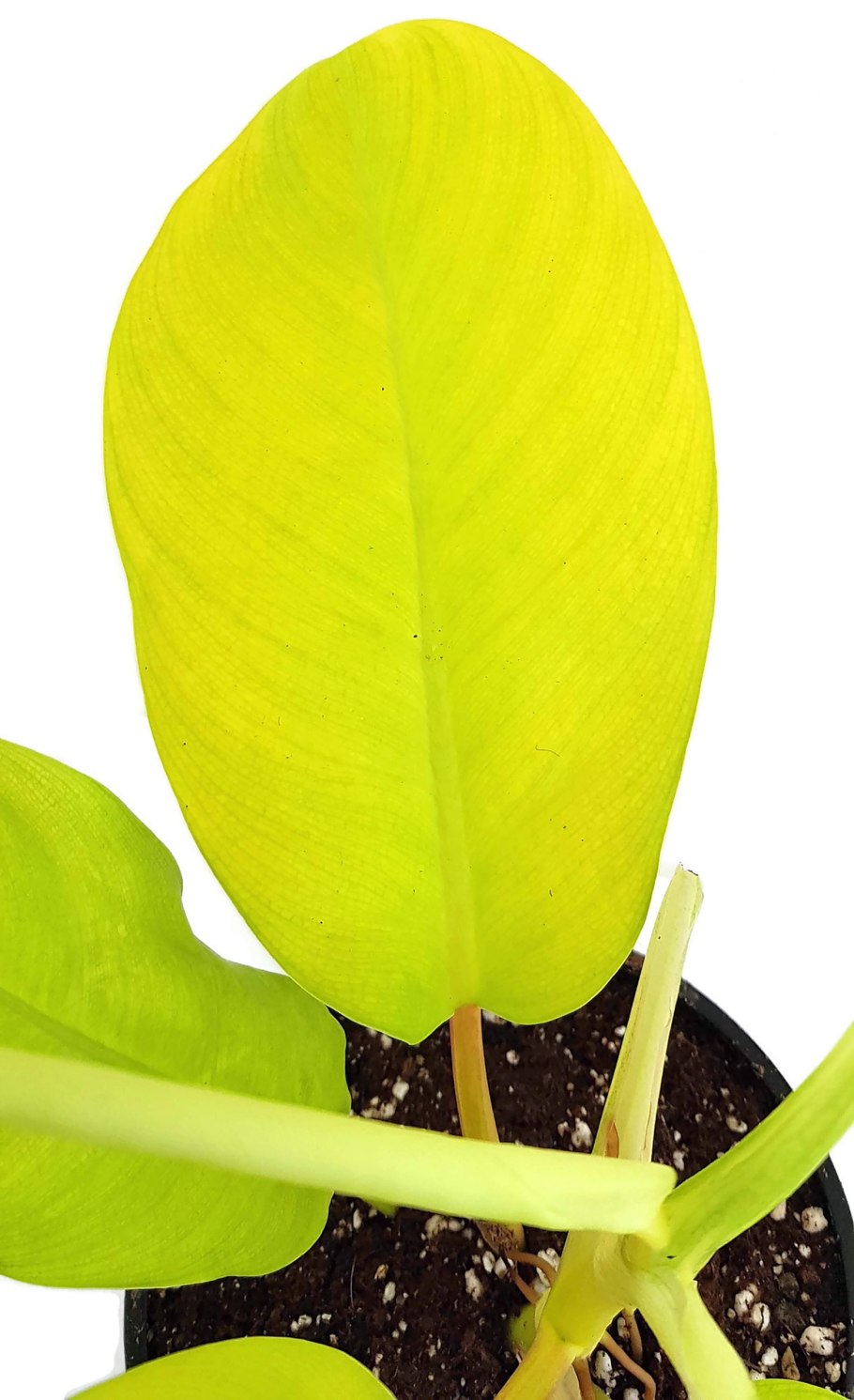 Филодендрон лимон