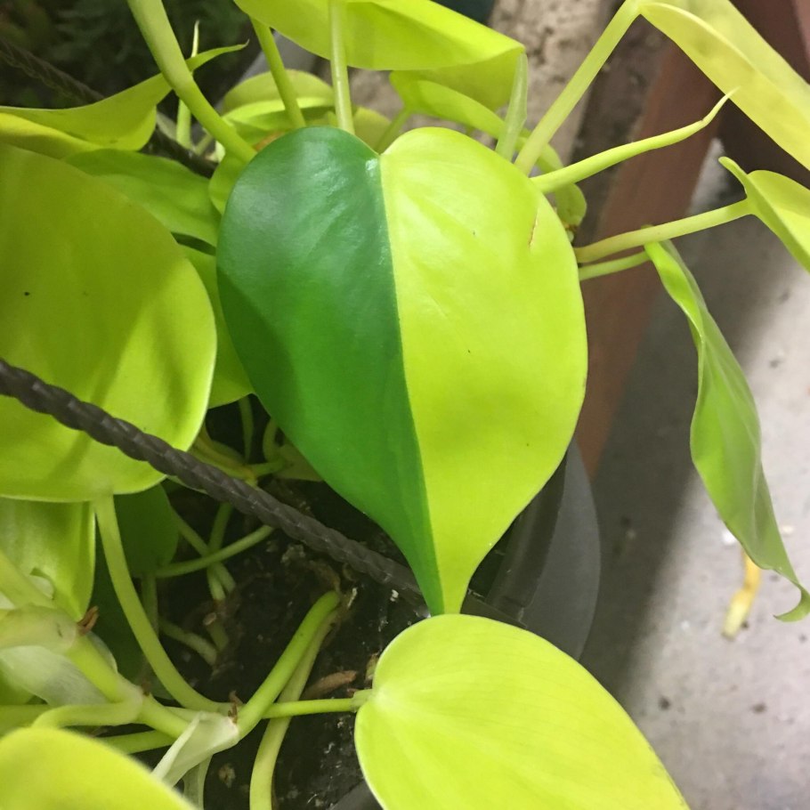 Филодендрон Lemon Lime