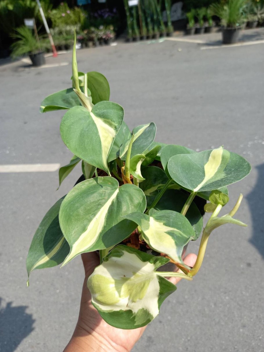 Филодендрон неон лайм