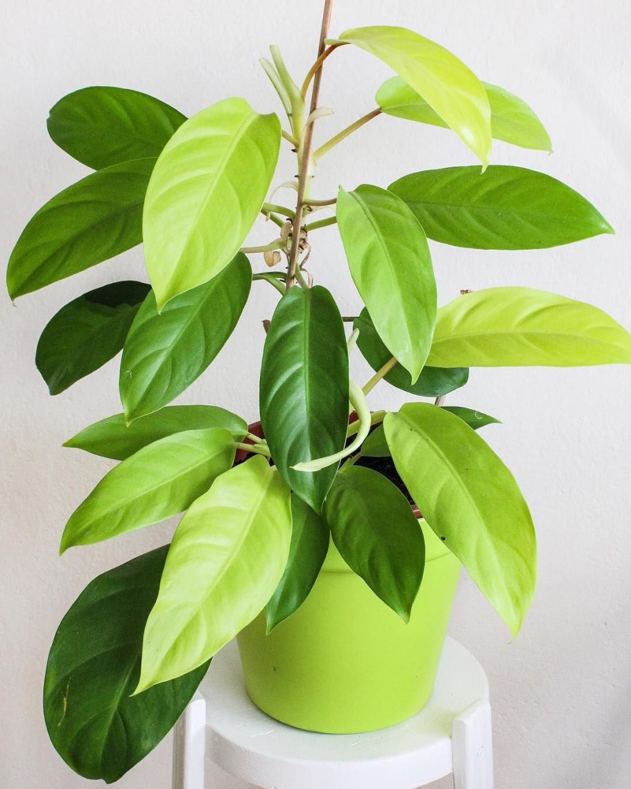 Филодендрон Лемон лайм