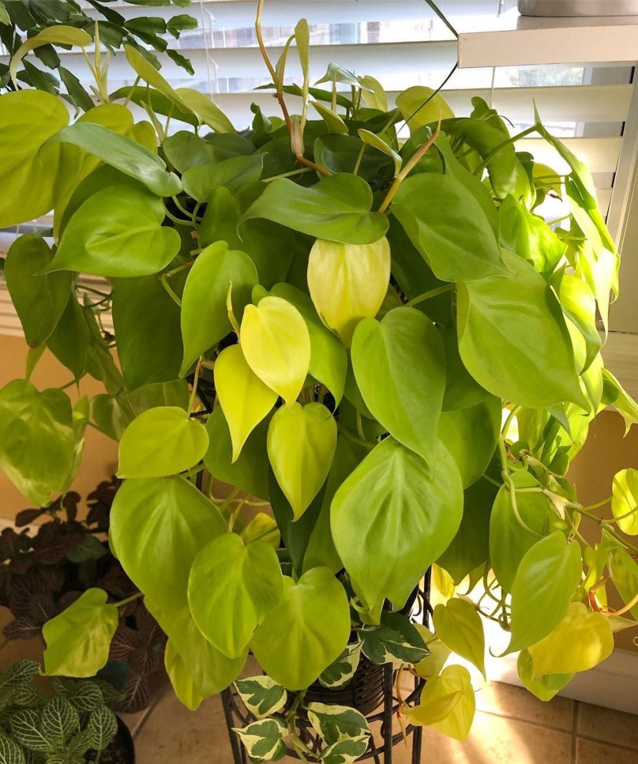 Филодендрон Сканденс Лемон лайм