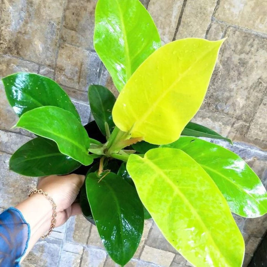 Филодендрон Голд лайм