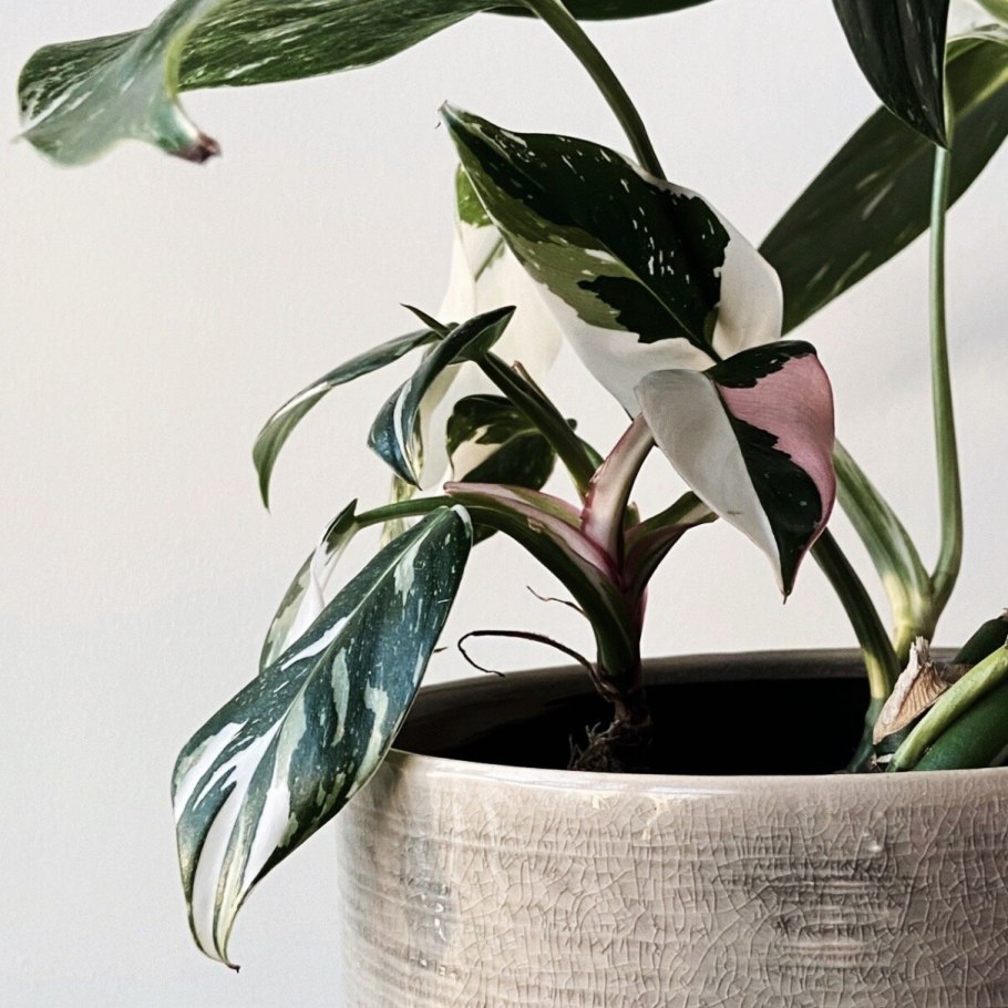 Филодендрон МАКДАУЭЛЛ