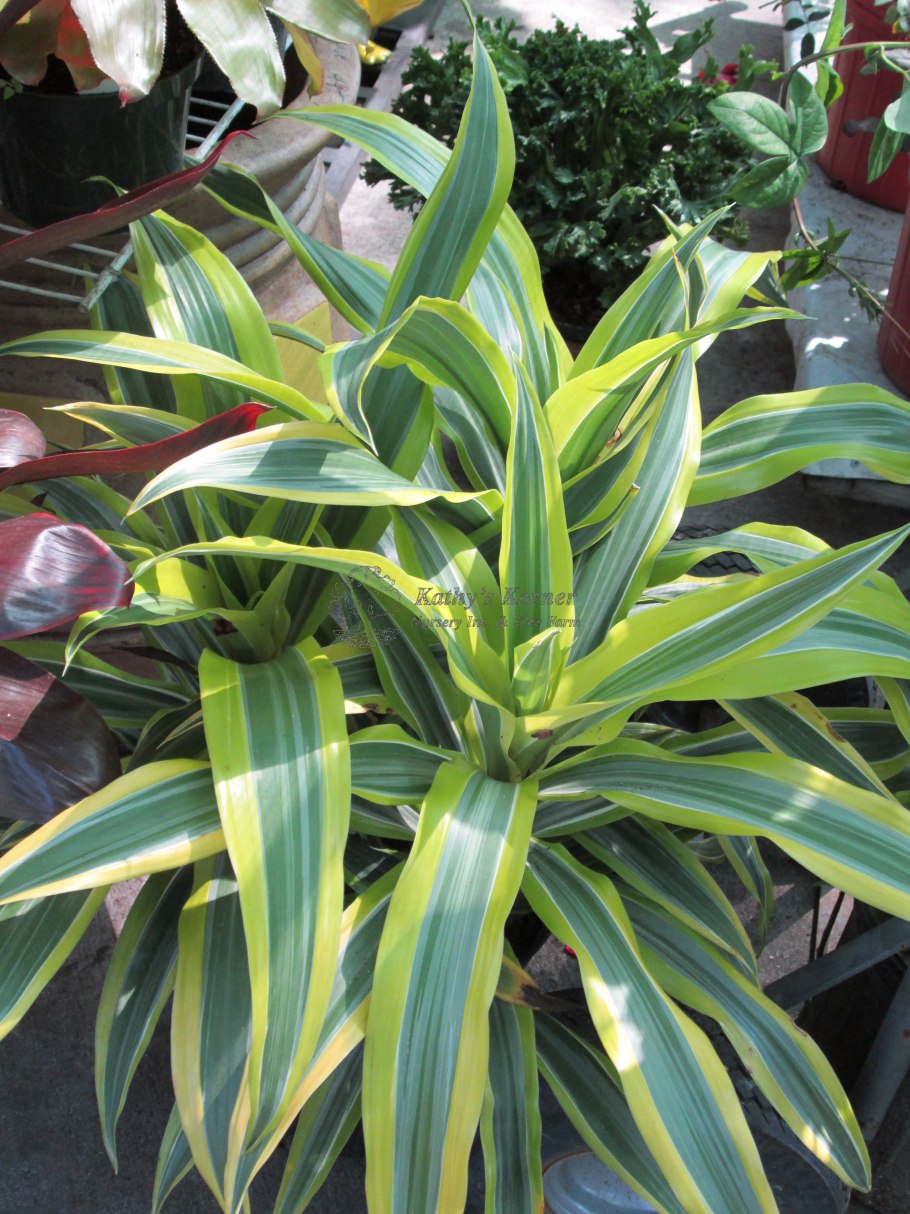 Драцена Снейк