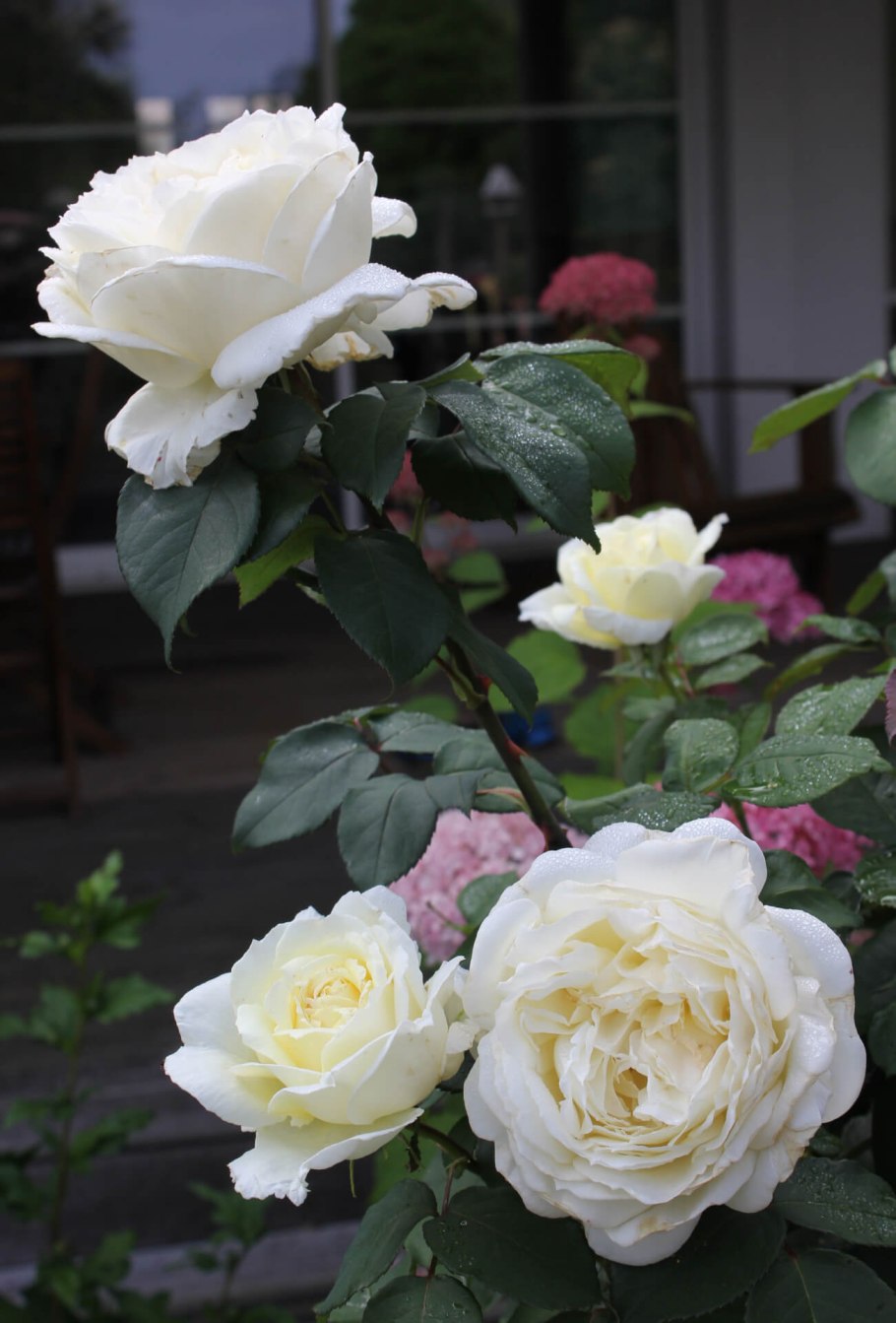 Роза Жан Моро