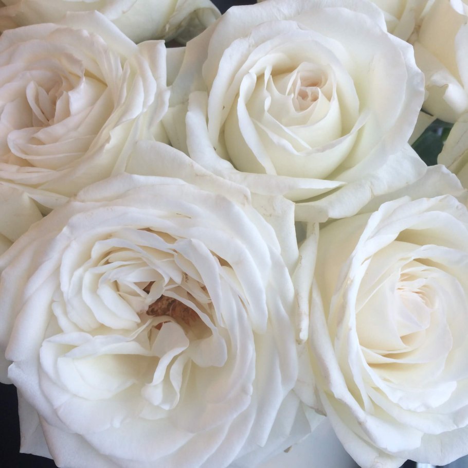 Роза чайно-гибридная 'Pierre Arditi'