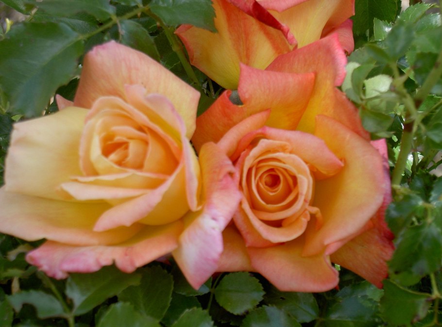 Admiral Rodney роза