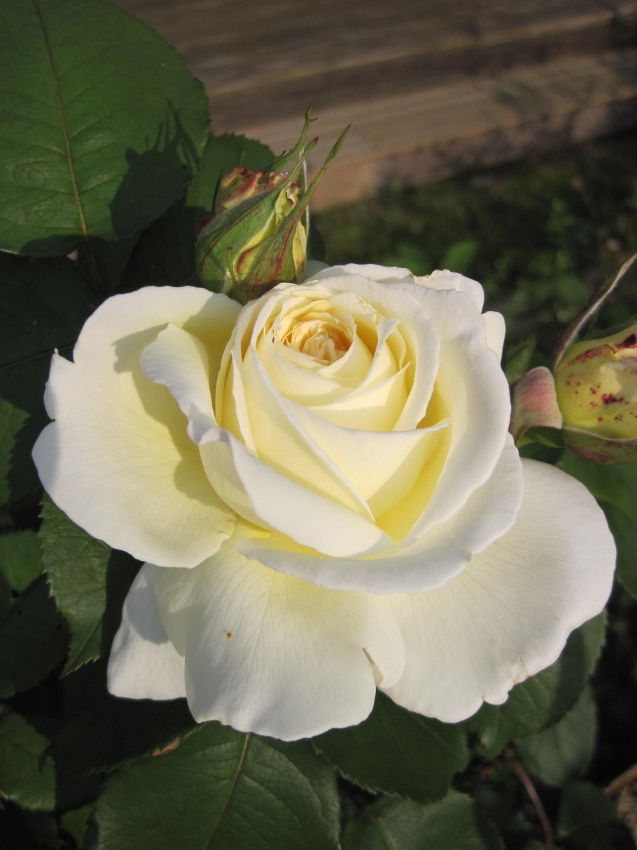 Роза чайно-гибридная Жанна Моро