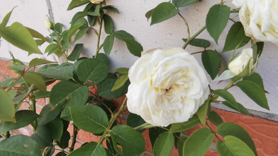 Meilland белая роза Жан Моро