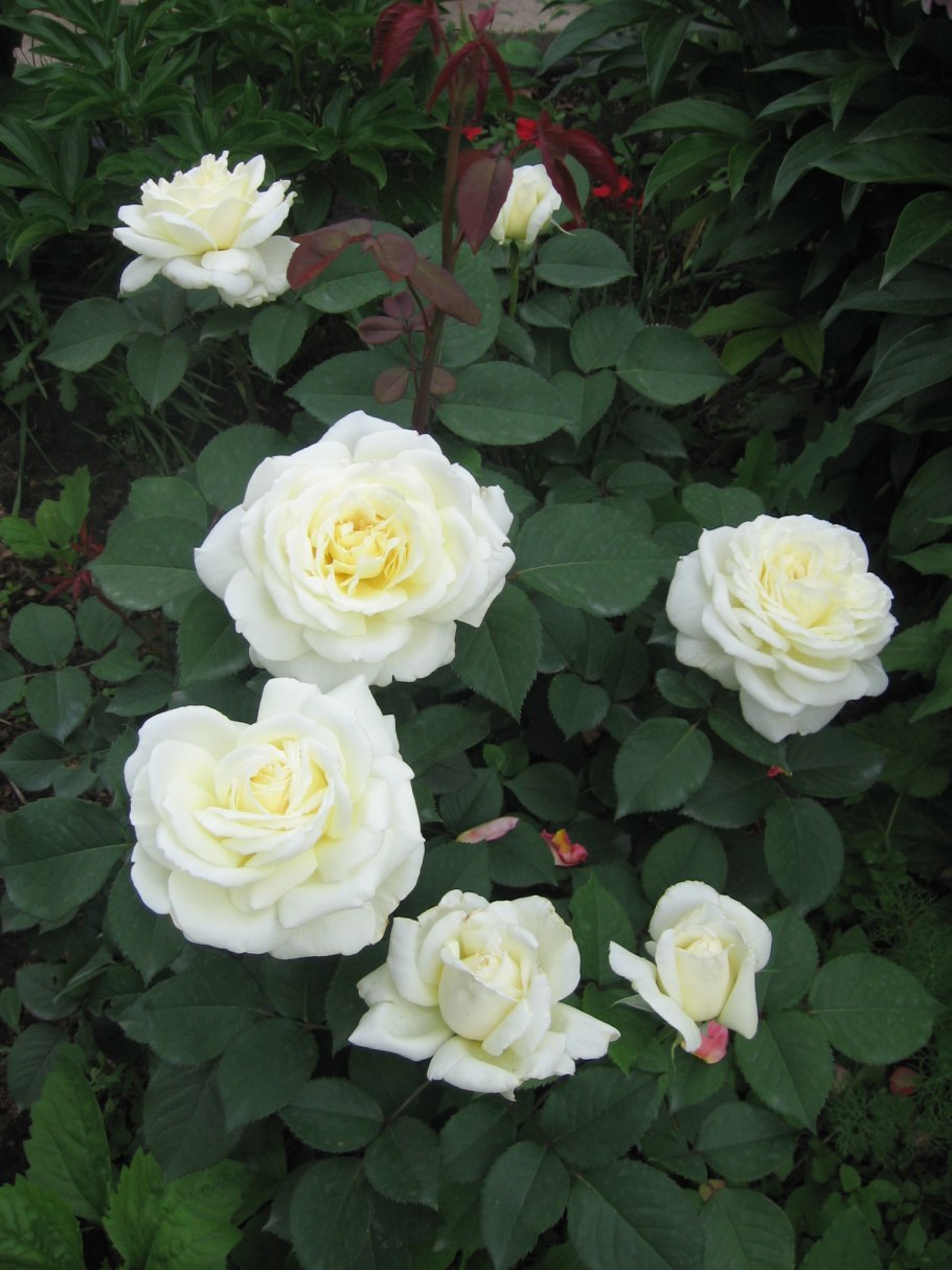 Роза Жанна Моро бел