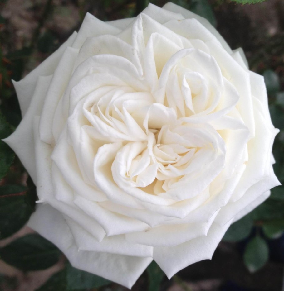 R083 Жанн Моро роза