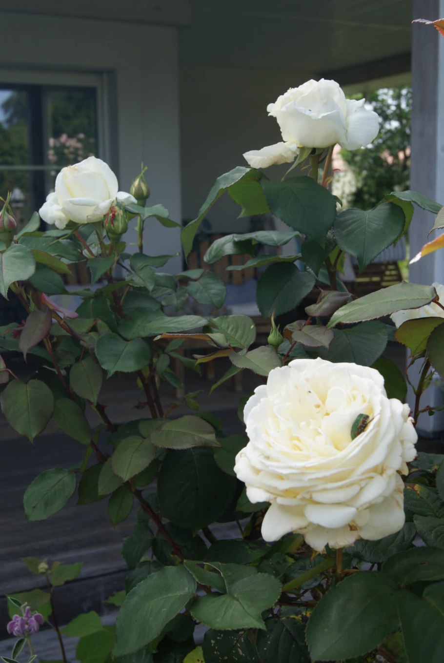 Jeanne Moreau роза