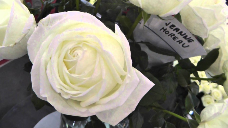 Роза Жанна дарк фото