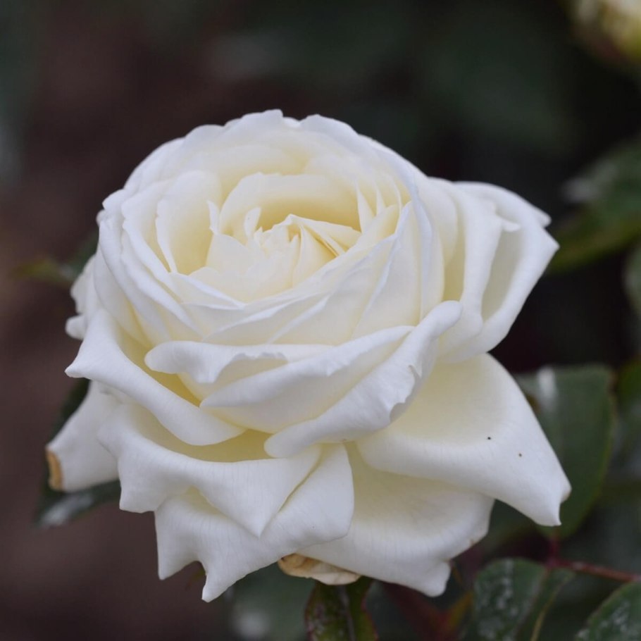 Роза чайно-гибридная Жанна Моро