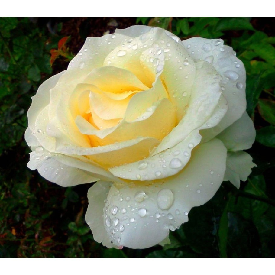 Жанна Моро Jeanne Moreau ню