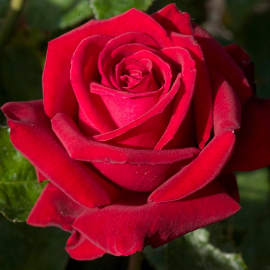 Ice Meillandecor роза