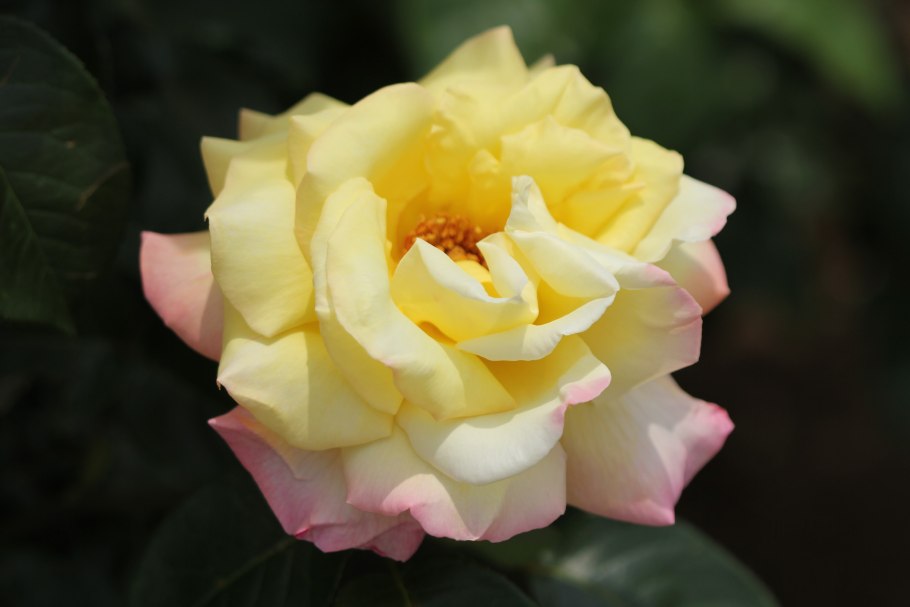 Роза чайно-гибридная Анастасия (Anastasia)