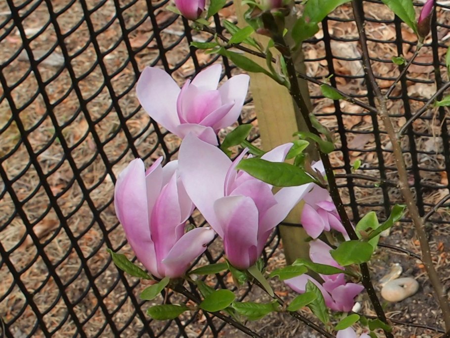 Магнолии гибридной нежно-розовой Бетти