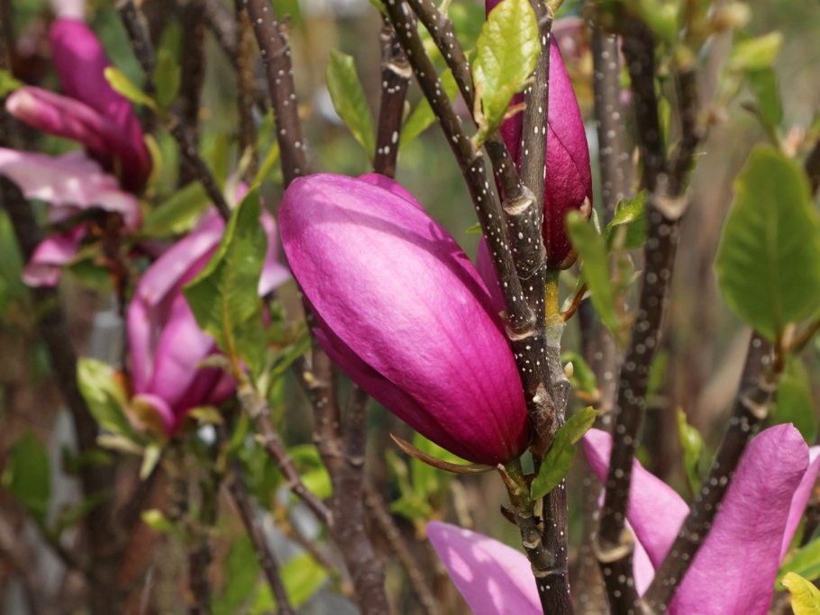 Магнолия звездчатая Розеа