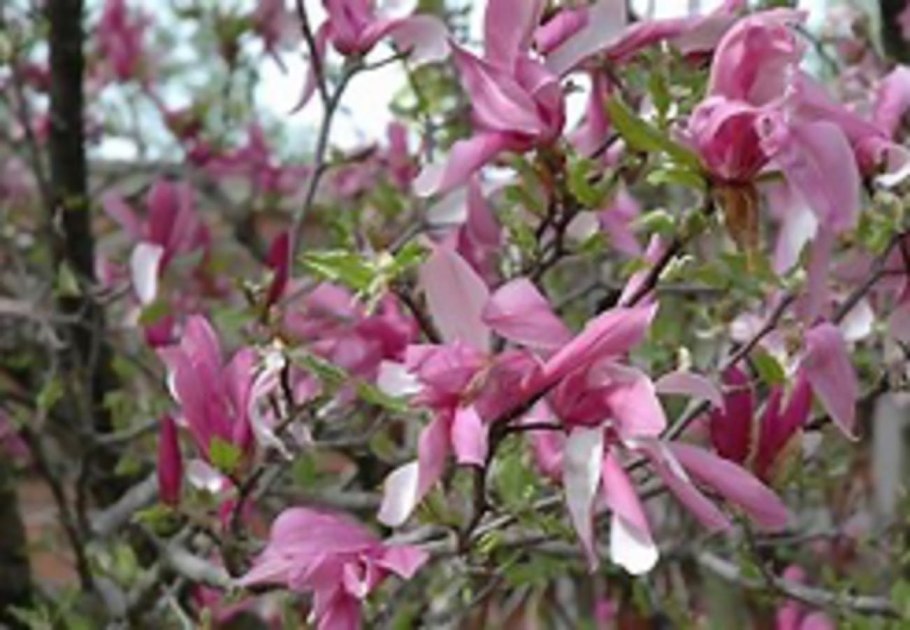 Магнолия Betty