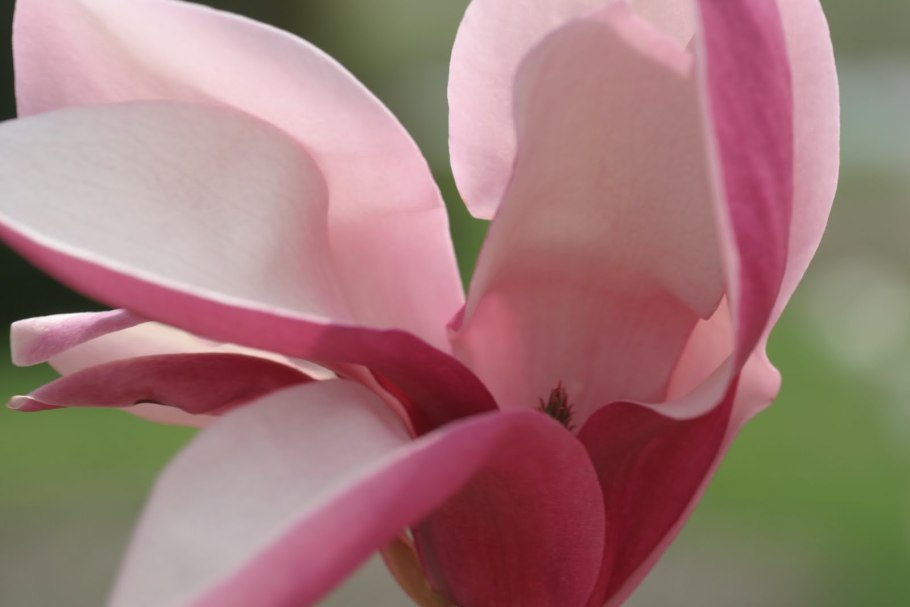 Магнолия Суланжа куст