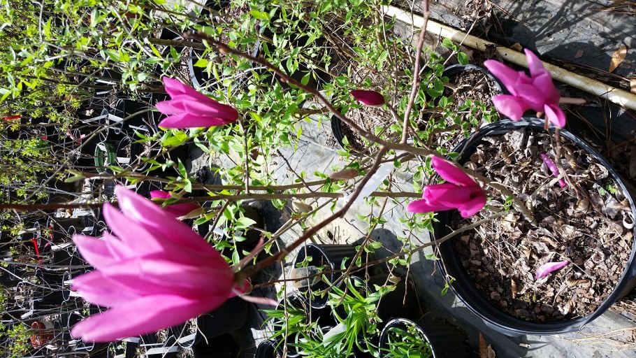 Магнолия чашелистики