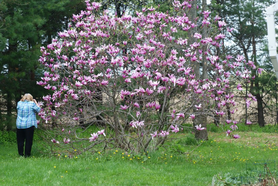 Магнолия гибридная Бетти