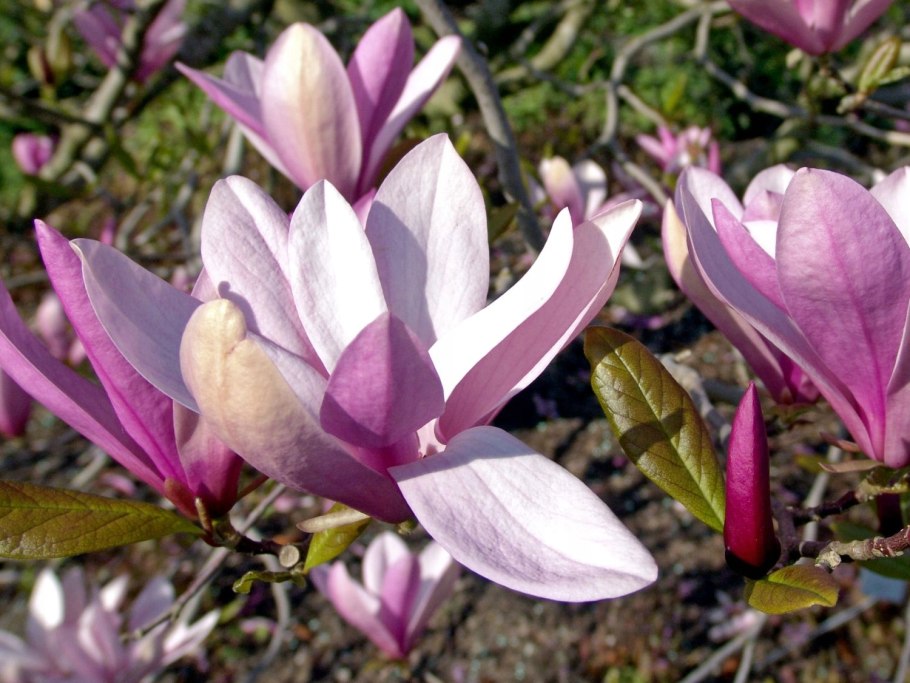 Магнолия гибридная Бетти