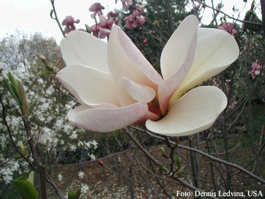 Магнолия Джейн