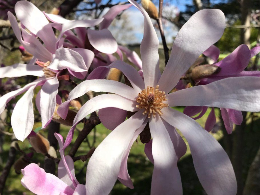 Магнолия Бетти p9 конт.