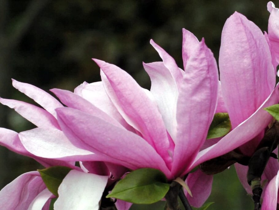Магнолия Royal Crown
